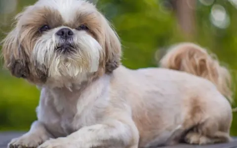 Uroczy shih tzu z puszystą sierścią, choć jego wady to skłonność do problemów z oczami i oddychaniem, nadal jest kochany.