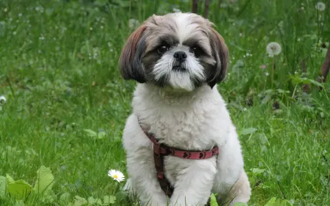 Uroczy shih tzu w czerwonej obroży siedzi na trawie. Jego waga jest idealna, by mógł cieszyć się spacerami.