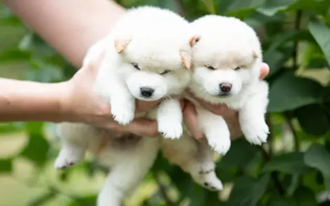 Dwa białe szczenięta rasy shiba inu z rudawymi uszkami, trzymane w dłoniach na tle zieleni.