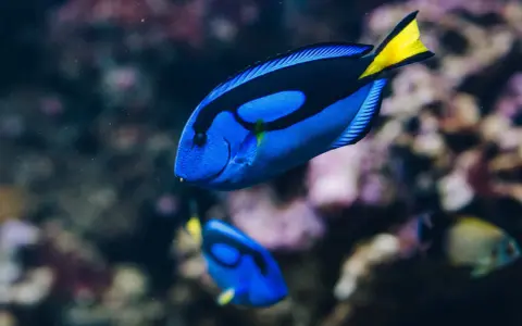 Dory, jaka to ryba? To błękitny pokolec z żółtym ogonem, pływający w akwarium.