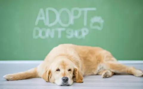 Lękliwy pies ze schroniska leży na podłodze, a za nim napis "Adoptuj, nie kupuj".