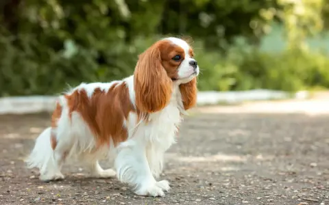 Uroczy king charles spaniel a cavalier, o rudych i białych łapkach, stoi na ścieżce wśród zieleni.