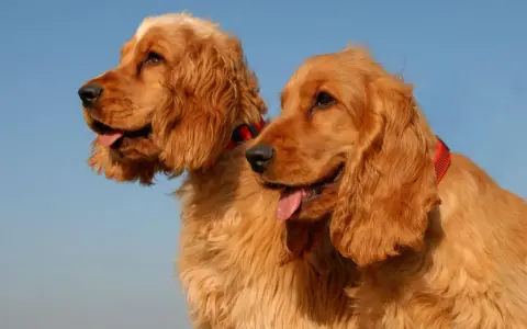 Dwa urocze psy rasy cocker spaniel z rudym futrem i długimi uszami, patrzące w bok na tle błękitnego nieba.