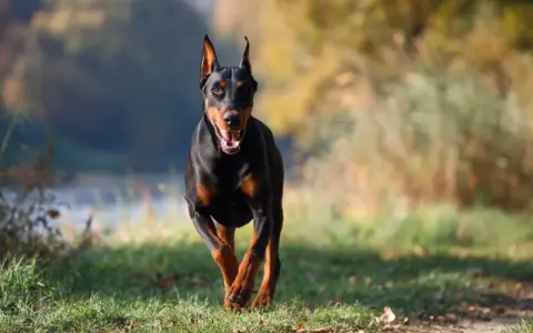 Czarny doberman biegnie przez trawiasty teren. Zastanawiasz się, ile żyje doberman?