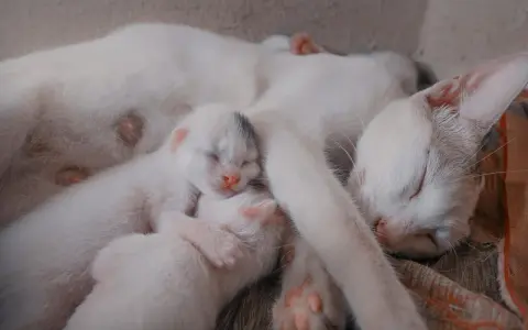 Śpiąca mama kotka z kilkoma maleńkimi kociętami przytulonymi do jej brzucha. Widać, że kotka jest w ciąży, bo jej brzuch jest zaokrąglony.