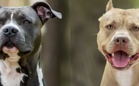 Dwa psy, amstaff i staffik, patrzą w obiektyw. Jeden jest szary z białymi znaczeniami, drugi beżowy.