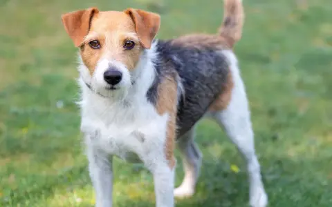Parson Russell Terrier o trójkolorowym umaszczeniu stoi na zielonej trawie, gotowy do zabawy.