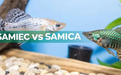 Samiec molinezji o srebrzystym ciele i samica o zielonych łuskach, kontrastujące ze sobą w akwarium.