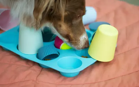 Pies szuka smakołyków ukrytych pod kolorowymi kubeczkami w foremce do muffinek. Proste, domowe zabawki dla psa diy.