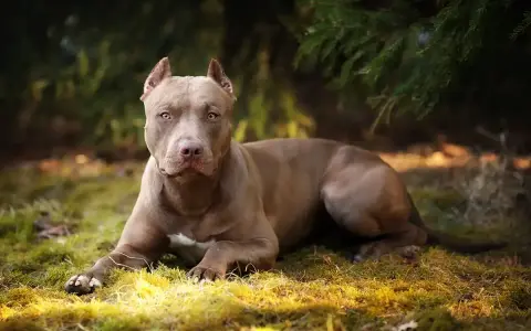 Szlachetny pitbull o brązowej sierści leży na trawie, otoczony zielenią.