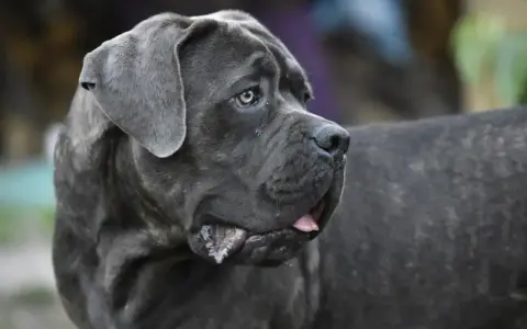 Potężny pies rasy Cane Corso z charakterystycznym uściskiem szczęki, z językiem lekko wysuniętym.