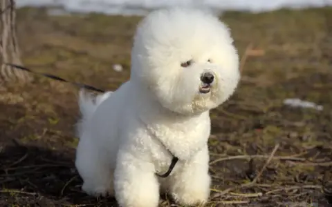 Puszysty bichon frise siedzi na trawie, z puszystą głową i ciekawskim spojrzeniem.
