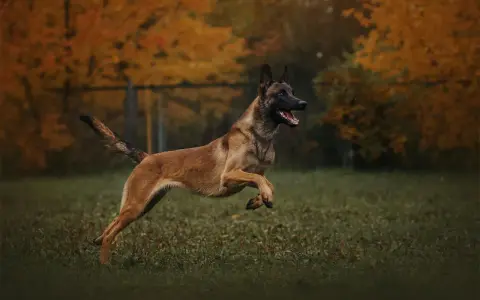 Owczarek belgijski malinois, pies policyjny, w skoku na tle jesiennych drzew.