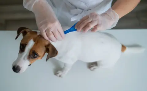 Weterynarz pokazuje, jak zaczipować psa. Biały piesek Jack Russell Terrier otrzymuje środek przeciwpasożytniczy.