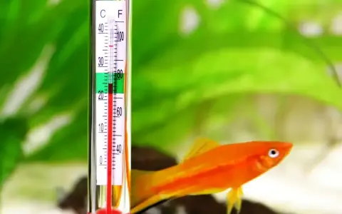 Termometr akwariowy pokazuje optymalną temperaturę wody dla glonojada.