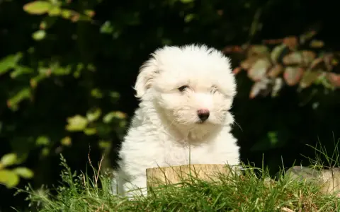 Uroczy szczeniak coton de tulear siedzi w trawie, z zaciekawieniem patrząc przed siebie.