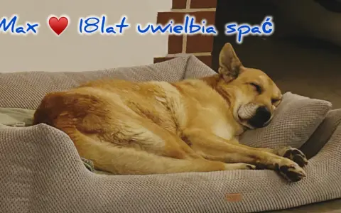 Max, 18-latek, uwielbia spać. Czy psy mają sny? Max pewnie śni o gonieniu wiewiórek.