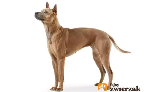 Elegancki pies rasy Thai Ridgeback, znany ze swojego niezależnego charakteru, prezentuje się dumnie na białym tle.