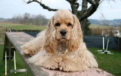 Uroczy cocker spaniel pies z długimi uszami leży na drewnianej kładce, gryząc przysmak.