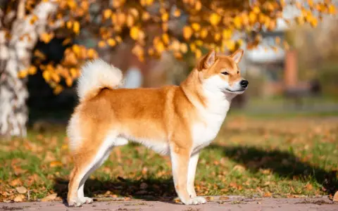 Rudy shiba inu o zgrabnej sylwetce, idealny do spacerów. Jego wielkość jest idealna dla miłośników małych i średnich psów.