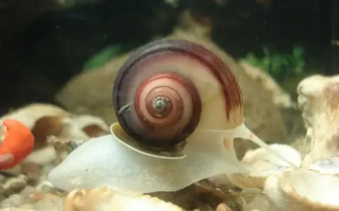 Ślimak z muszlą w spirali, przygotowuje się do rozmnażania.