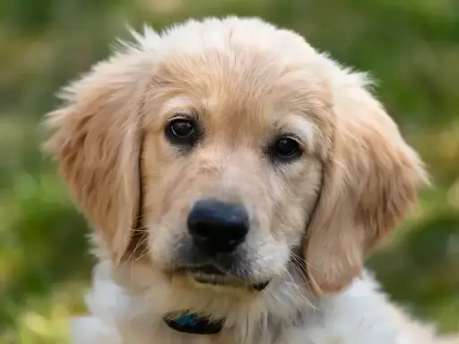 Uroczy szczeniak golden retriever z bujnymi, złotymi włosami, patrzący w obiektyw.