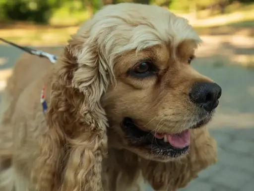 Uroczy cocker spaniel cavalier z długimi, falującymi uszami i błyszczącymi oczami, gotowy na spacer.