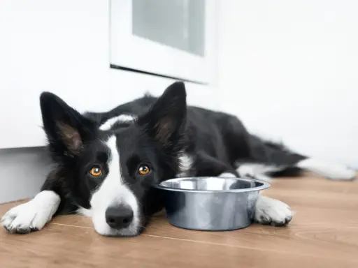 Smutny border collie krótkowłosy leży obok pustej miski, czekając na jedzenie.