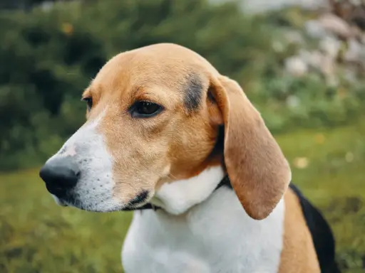 Uroczy pies rasy beagle z charakterystycznym umaszczeniem, z uwagą wpatruje się w dal.