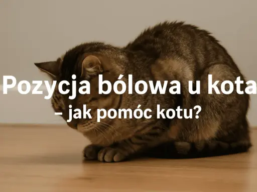Kot w pozycji bólowej, skulony, z opuszczoną głową. Tekst: "Pozycja bólowa u kota – jak pomóc kotu?".