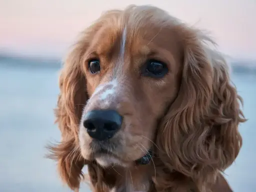 Uroczy cocker spaniel odmiany rudy z białym znaczeniem na pysku, z pofalowanymi uszami i błyszczącymi oczami.