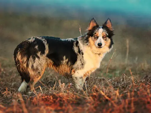 Piękny border collie australijski w naturalnym otoczeniu, z błyszczącymi oczami i charakterystycznym umaszczeniem.