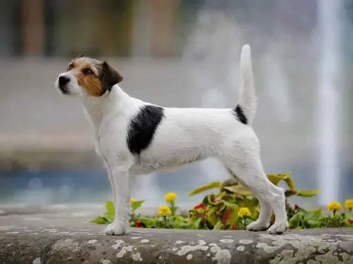 Parson russell terrier, pies o żywym usposobieniu, cieszy się długą **parson russell terrier długość życia** dzięki dobrej opiece.