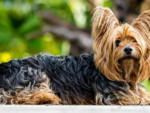 Yorkshire terrier z długą, falującą sierścią w odcieniach czerni i złota. Oto jak powinien wyglądać rasowy york.