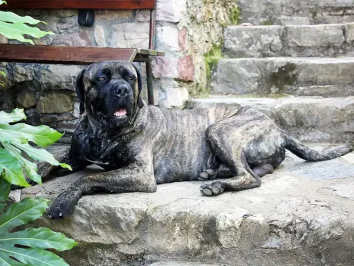 Potężny cane corso italiano leży na kamiennych schodach, odpoczywając w cieniu zielonych liści.