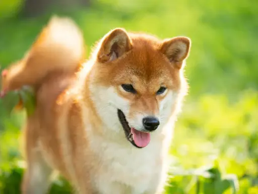 Rudy pies rasy Shiba Inu, jeden z psów średniej wielkości, cieszy się słońcem na zielonej łące.