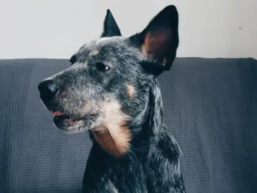 Portret australijskiego psa pasterskiego z wyrazistymi uszami, siedzącego na kanapie.