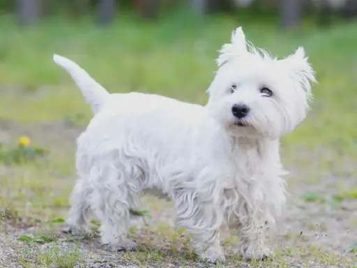 West highland white terrier usposobienie: ten biały, kudłaty piesek z pewnością ma wesołe usposobienie.