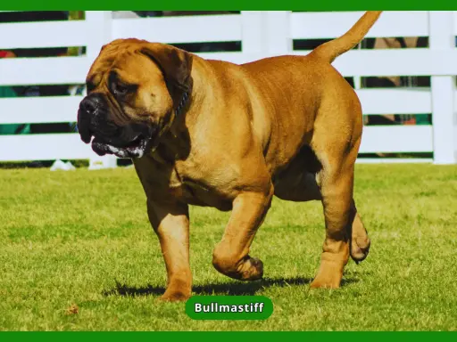 Potężny bullmastiff na trawie. Czy bullmastiff jest agresywny? Zależy od wychowania i socjalizacji, ale zazwyczaj są to psy łagodne i lojalne.