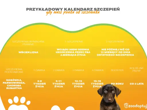 Kalendarz szczepień psa: wścieklizna co 3 lata, podstawowe co rok. Szczepienia na choroby zakaźne zaczynają się od 6-8 tygodnia życia.