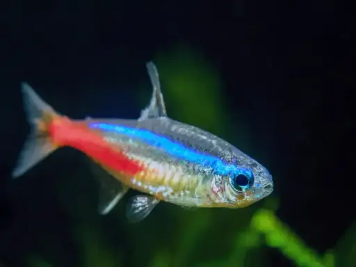 Neonowy tetra z niebiesko-czerwonym pasem. Poznaj tetra fluo wymagania, by zapewnić mu idealne warunki w akwarium.