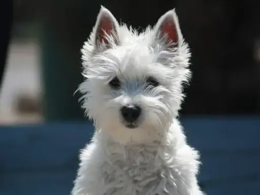 Uroczy west terrier czarny, z puszystym białym futerkiem i bystrymi oczami, patrzy wprost na Ciebie.