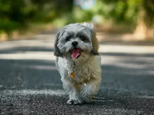 Urocze psy z włosami, Shih Tzu, biegnące po drodze, z językiem na wierzchu, wesołe i pełne energii.