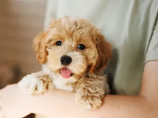 Uroczy szczeniak maltipoo z wystawionym językiem, trzymany na rękach. Zastanawiasz się, ile żyje maltipoo?