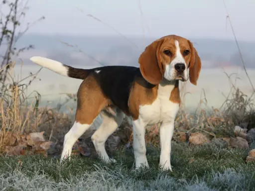 Dorosły beagle, tricolor, stoi na mroźnej trawie.