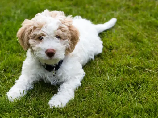 Uroczy szczeniak rasy lagotto, z pofalowaną sierścią w kolorze białym i beżowym, leży na zielonej trawie.