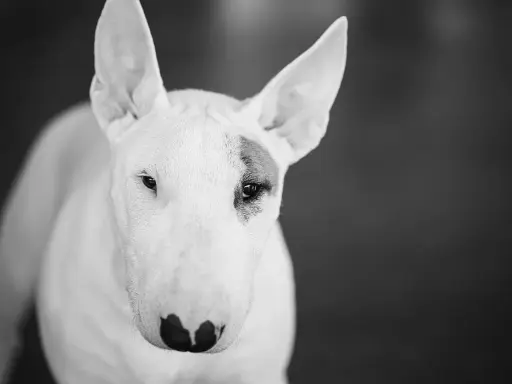 Bull terrier, pies o charakterystycznym wyglądzie, często postrzegany jako jedna z groźnych ras psów. Jego spojrzenie jest intensywne.