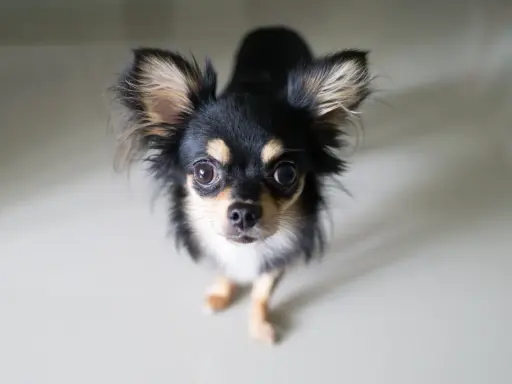 Uroczy chihuahua długowłosa, z wielkimi oczami i puszystymi uszami, patrzy w górę. Jego charakter to odwaga i przywiązanie.
