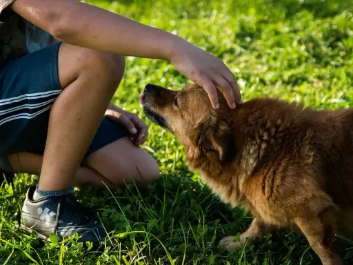 Dziecko klęczy na trawie i delikatnie głaszcze brązowego psa po głowie. Piesek z językiem na wierzchu cieszy się pieszczotami.