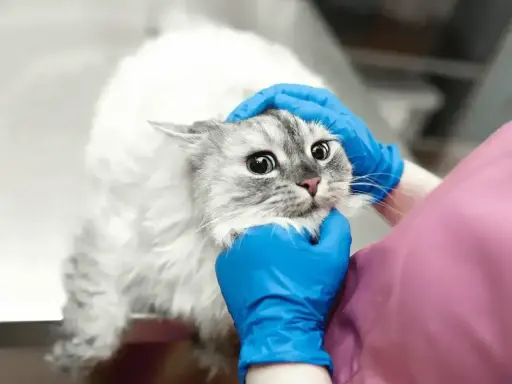 Wet, fluffy cat with wide eyes looks worried as vet checks for lupiez u kota.